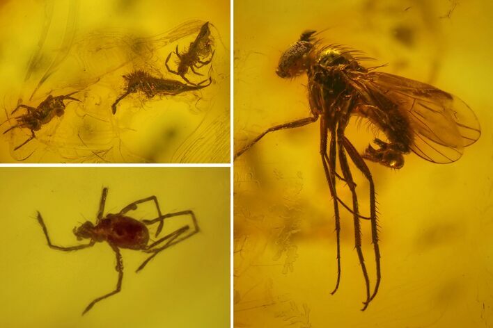 Fossil Fly, Mite and Springtails Association in Baltic Amber #163509